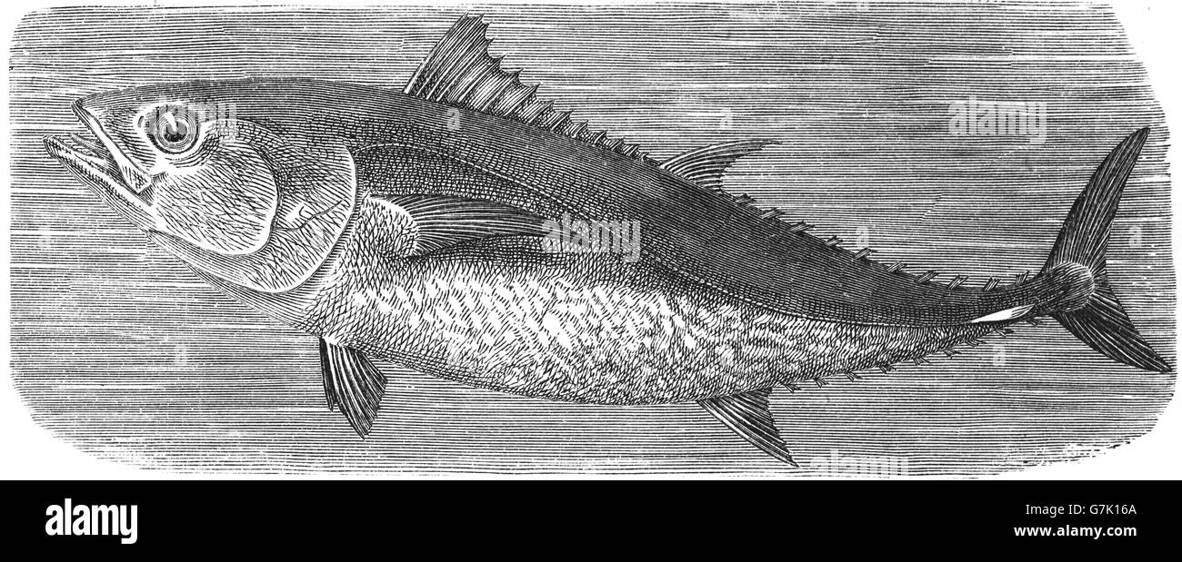 Atlantic bluefin tuna, Thunnus thynnus, illustration from book dated 1904 Stock Photo