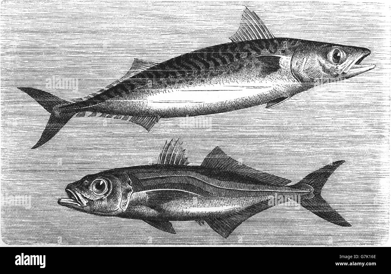 Atlantic mackerel, Scomber scombrus, and Atlantic horse mackerel, Trachurus trachurus, illustration from book dated 1904 Stock Photo