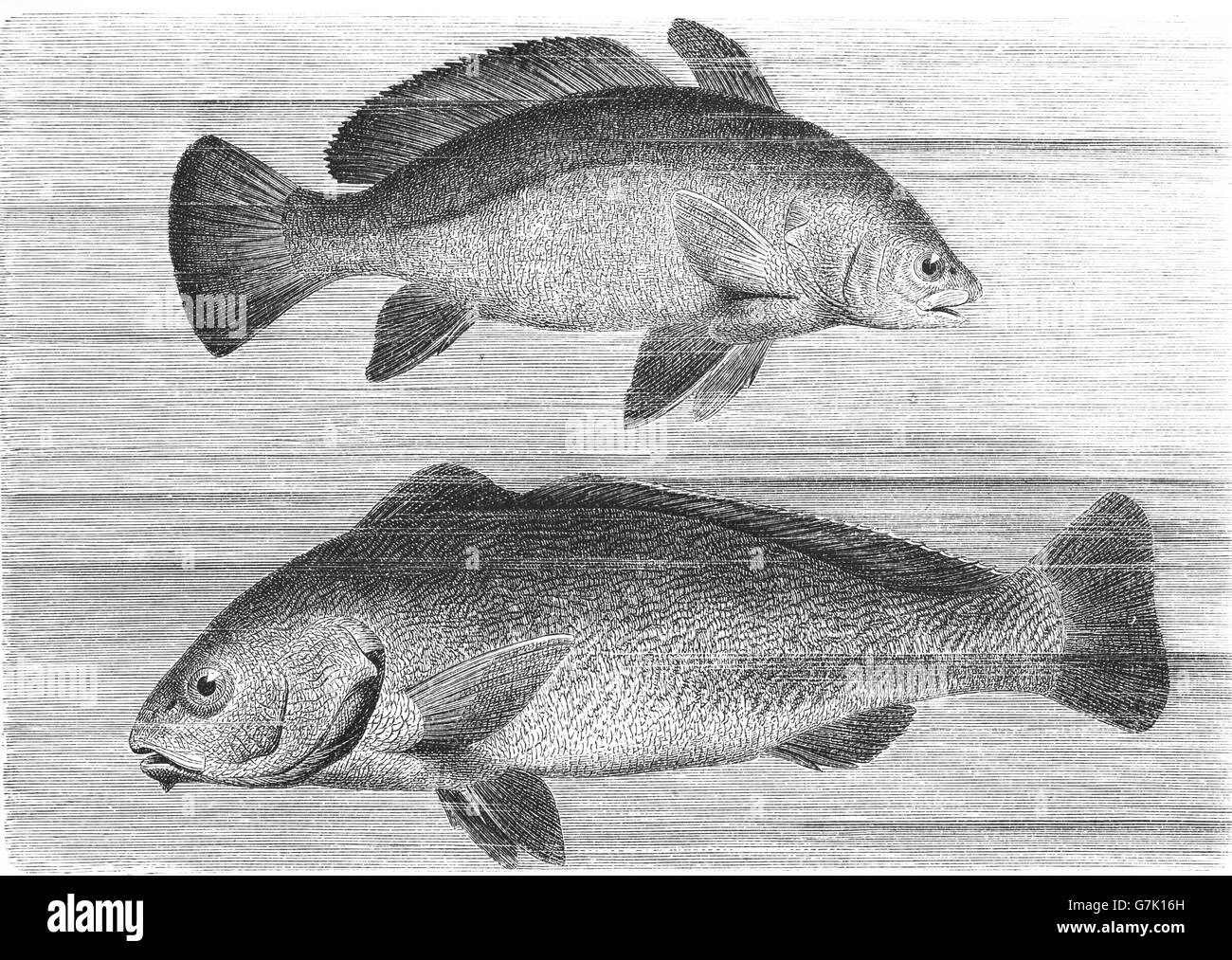 Brown meagre, Sciaena umbra and Yellowfin croaker, Umbrina roncador, illustration from book dated 1904 Stock Photo