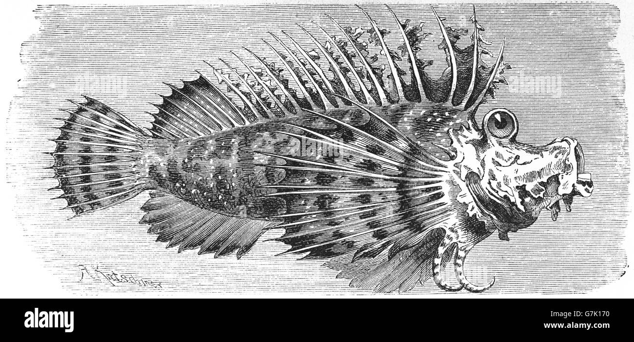 Inimicus filamentosus, filament-finned stinger, barred ghoul, two-stick stingfish, devil scorpionfish, illustration from book da Stock Photo