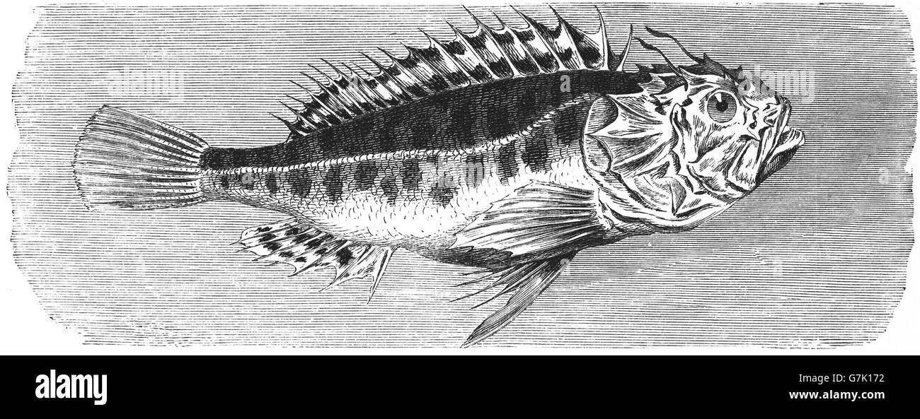 Black Scorpionfish Scorpaena Porcus Illustration From Book Dated 1904 Black Scorpionfish Scorpaena Porcus Illustration From Book Dated 1904