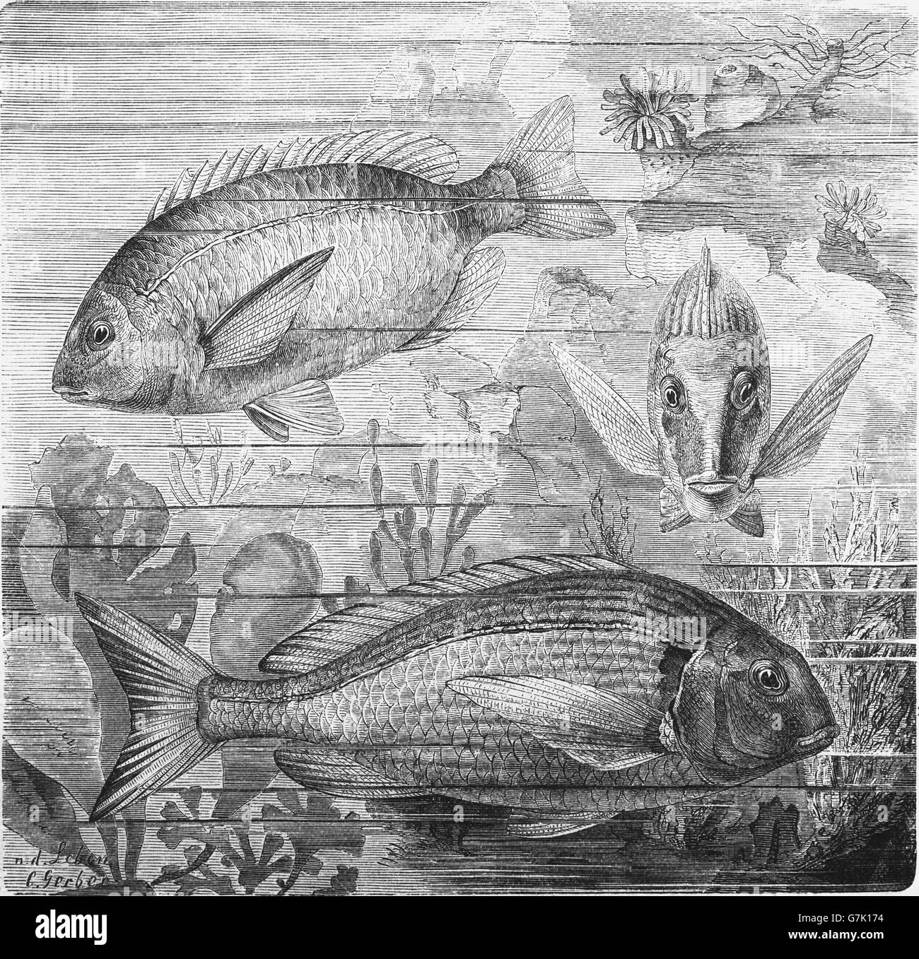 Annular sea bream, Diplodus annularis and Australasian snapper, silver seabream, Pagrus auratus, illustration from book dated 19 Stock Photo