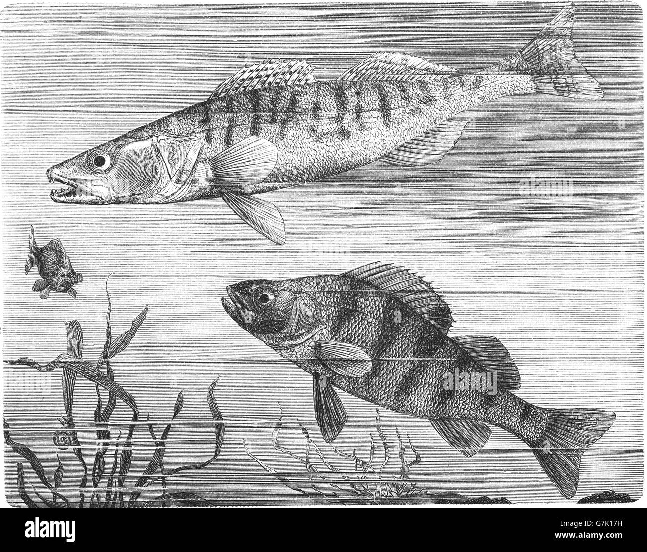 Zander, Sander lucioperca and European perch, Perca fluviatilis, illustration from book dated 1904 Stock Photo