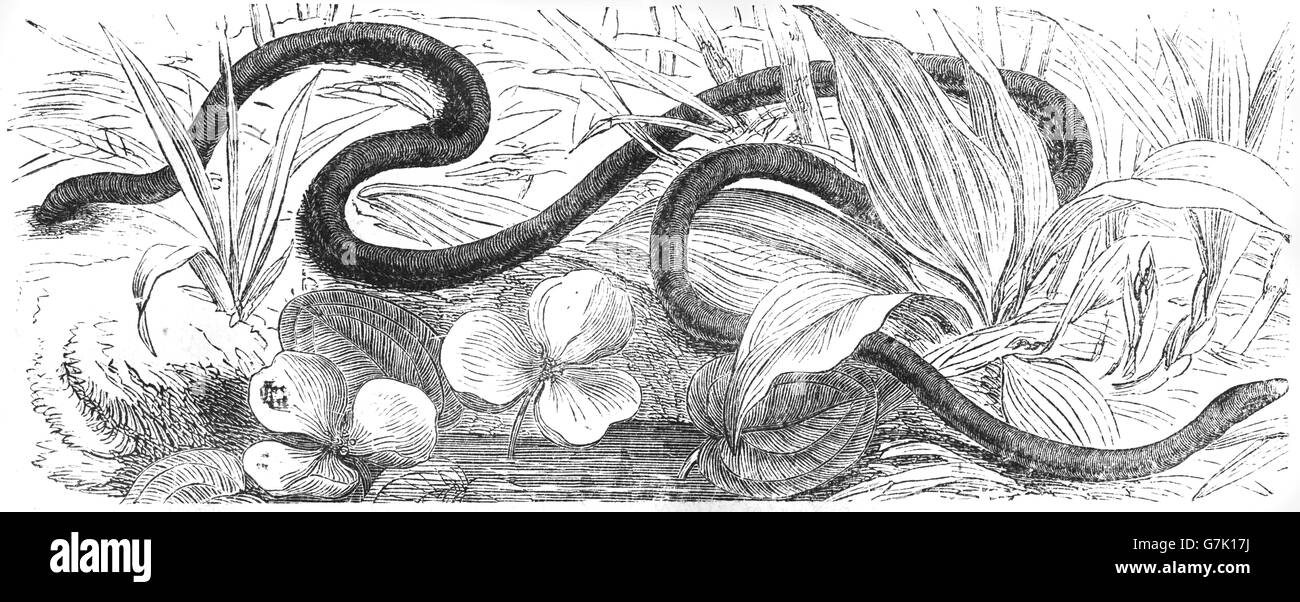 Caecilia gracilis, amphibian, illustration from book dated 1904 Stock Photo