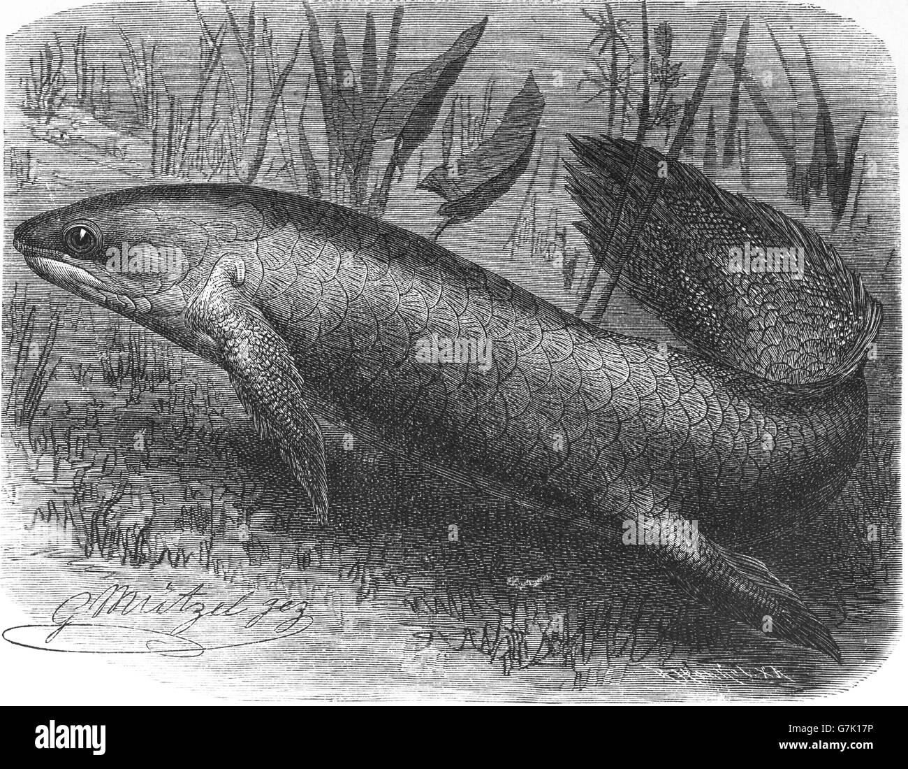 Queensland lungfish, Neoceratodus forsteri, Australian lungfish, Burnett salmon, barramunda, illustration from book dated 1904 Stock Photo