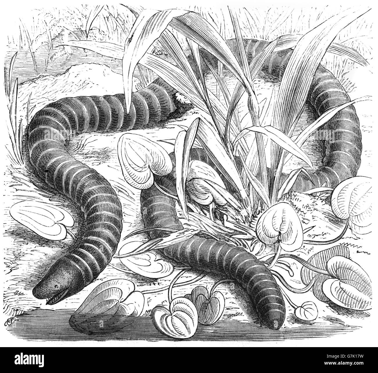 Ringed caecilian, Siphonops annulatus, amphibian, illustration from book dated 1904 Stock Photo