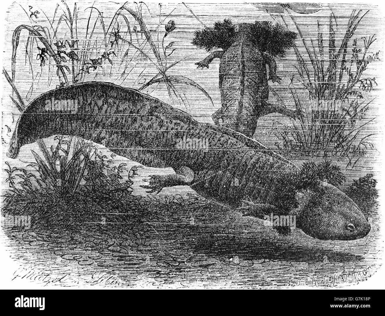 Axolotl, Mexican salamander, Mexican walking fish, Ambystoma mexicanum, amphibian, illustration from book dated 1904 Stock Photo