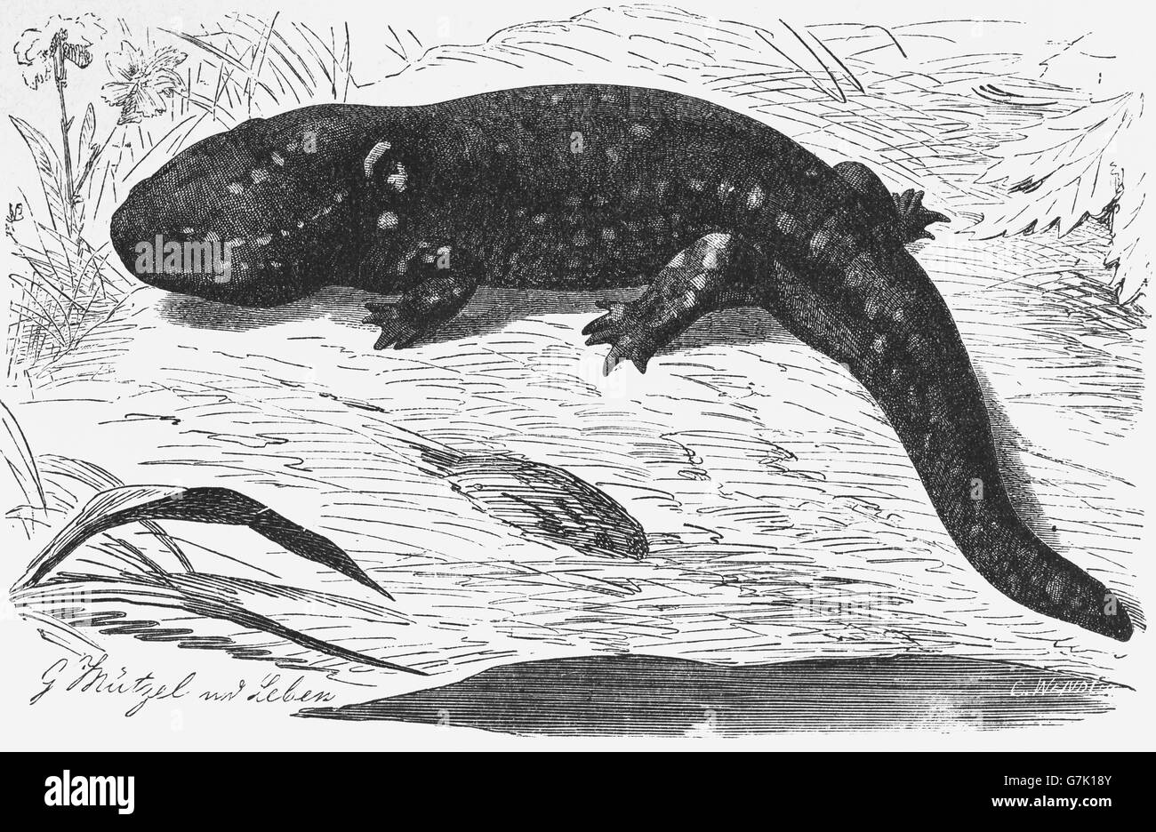 Tiger salamander, eastern tiger salamander, Ambystoma tigrinum, amphibian, illustration from book dated 1904 Stock Photo