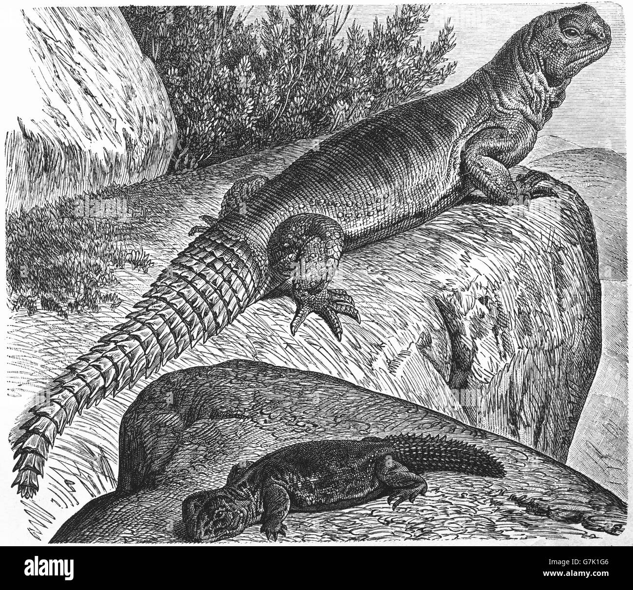 Egyptian mastigure, Egyptian dabb lizard, Uromastyx aegyptia, illustration from book dated 1904 Stock Photo