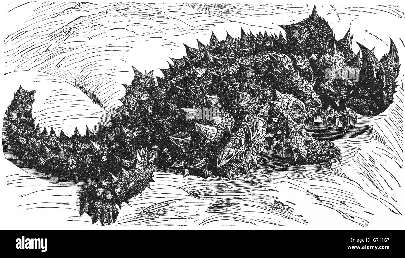 Thorny dragon, thorny devil, mountain devil, thorny lizard, Moloch horridus, illustration from book dated 1904 Stock Photo
