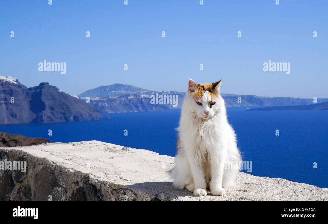 White cat blue water and volcano Santorini mountains Stock Photo