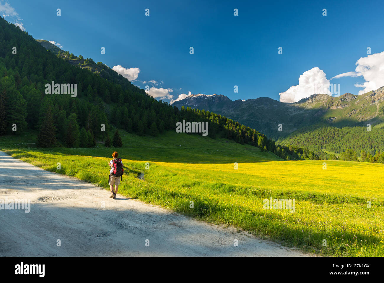 Backpacker hiking in idyllic landscape. Summer adventures and exploration on the Alps, through blooming meadow and green woodlan Stock Photo