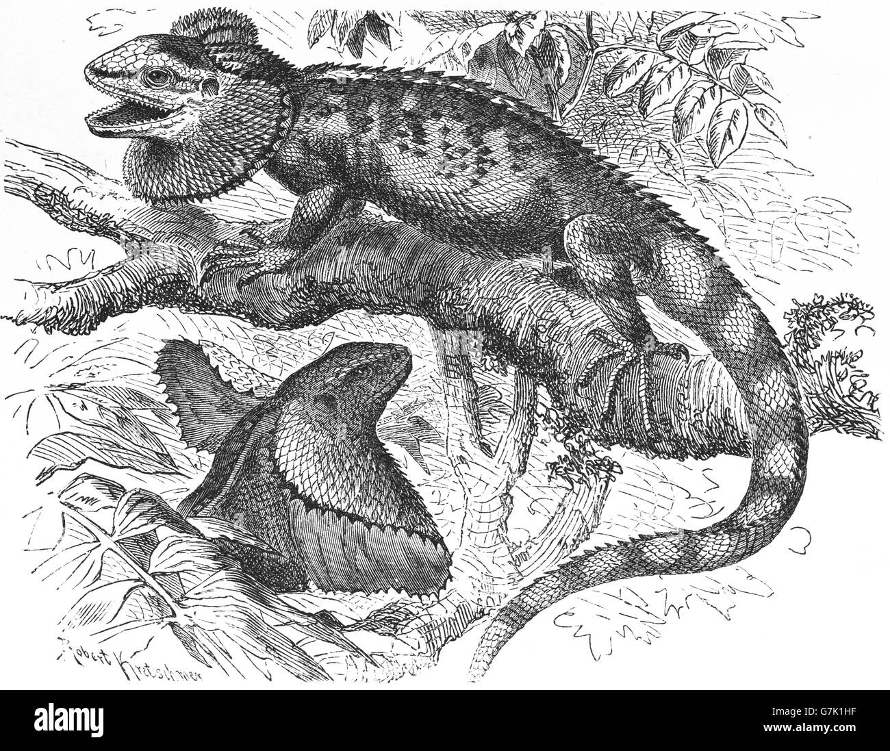 Frilled-neck lizard, frilled lizard, frilled dragon, frilled agama, Chlamydosaurus kingi, illustration from book dated 1904 Stock Photo