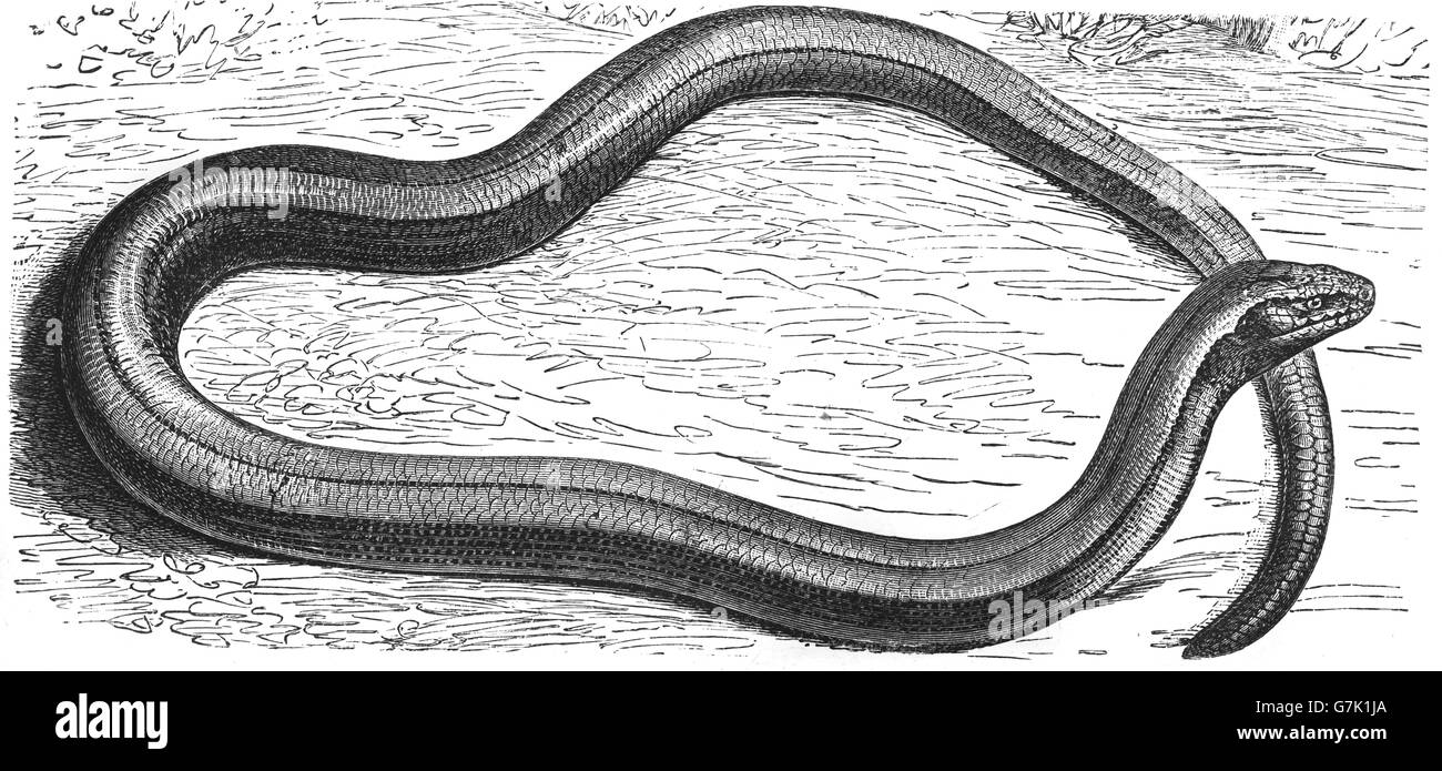 Anguis fragilis, slow worm, illustration from book dated 1904 Stock Photo