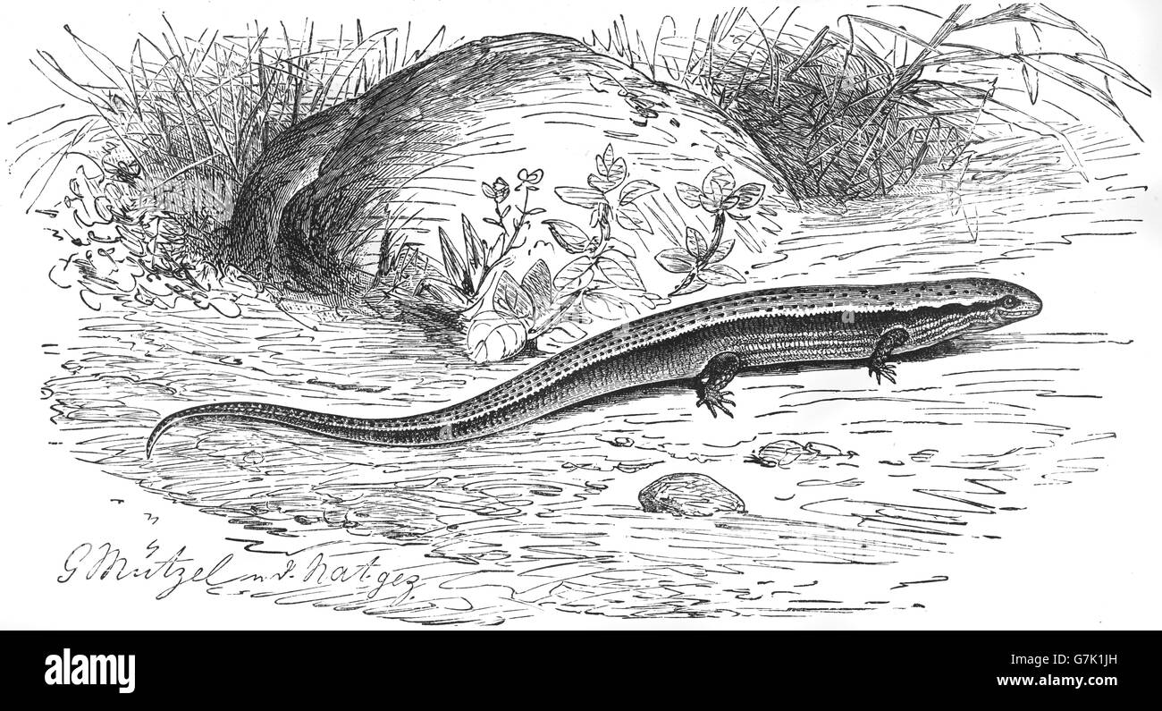 Asian snake-eyed skink, Ablepharus pannonicus, illustration from book dated 1904 Stock Photo