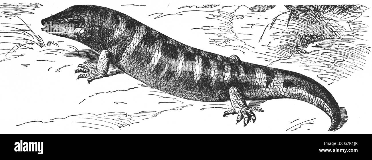 Sandfish, Scincus scincus, skink, illustration from book dated 1904 Stock Photo