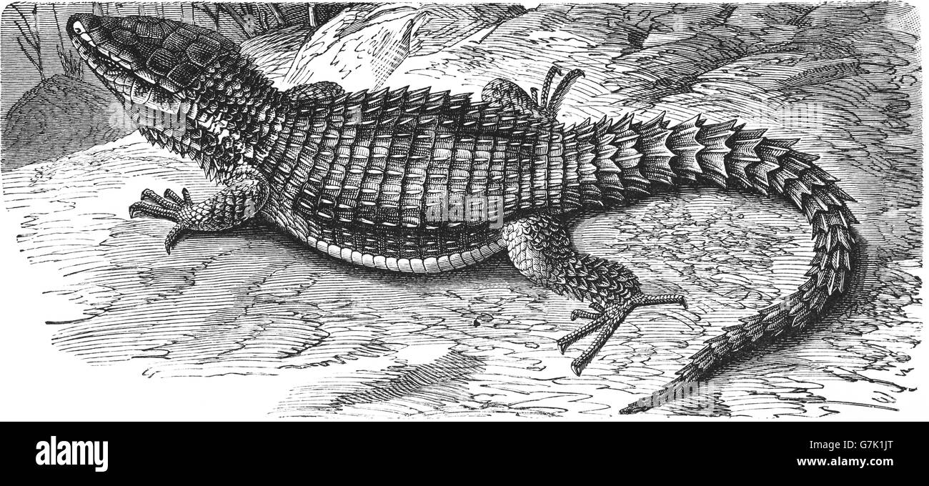 Sungazer, giant girdled lizard, Smaug giganteus, Cordylus giganteus, illustration from book dated 1904 Stock Photo