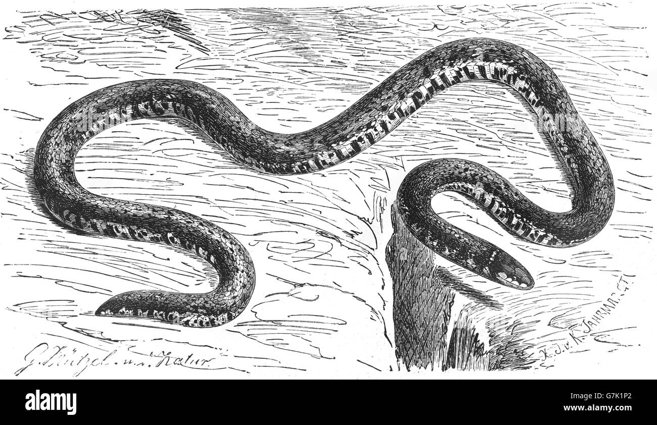 Dwarf burrowing snake, Calamaria linnaei, illustration from book dated 1904 Stock Photo