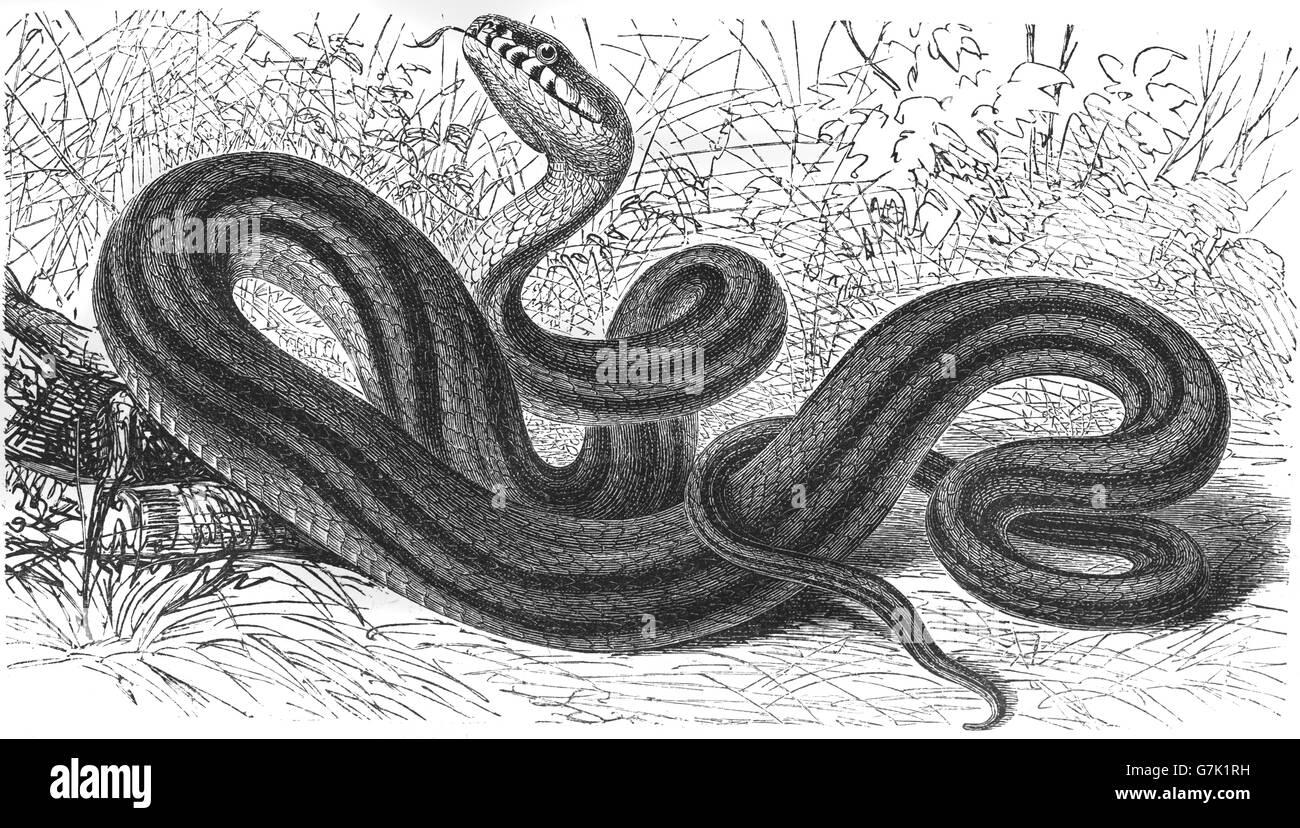 Banded water snake, southern water snake, Nerodia fasciata, illustration from book dated 1904 Stock Photo
