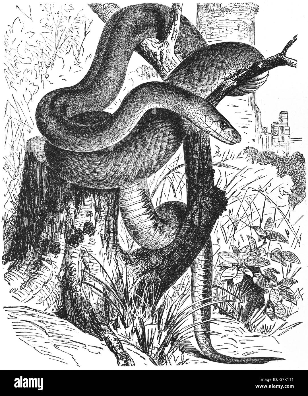 Aesculapian snake, Zamenis longissimus, Elaphe longissima, illustration from book dated 1904 Stock Photo