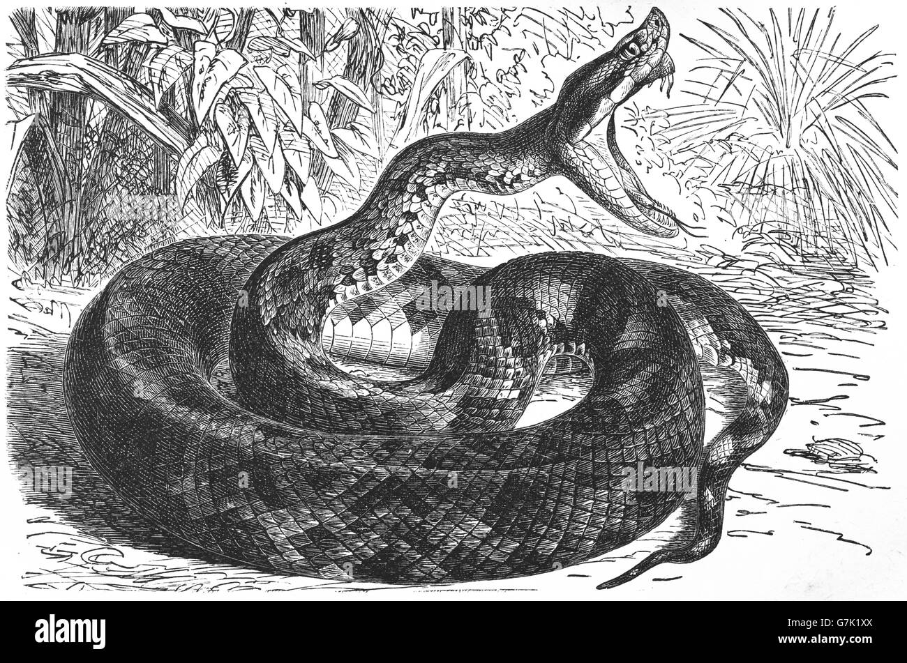 Martinican pit viper, Martinique lancehead, fer-de-lance, Bothrops lanceolatus, illustration from book dated 1904 Stock Photo
