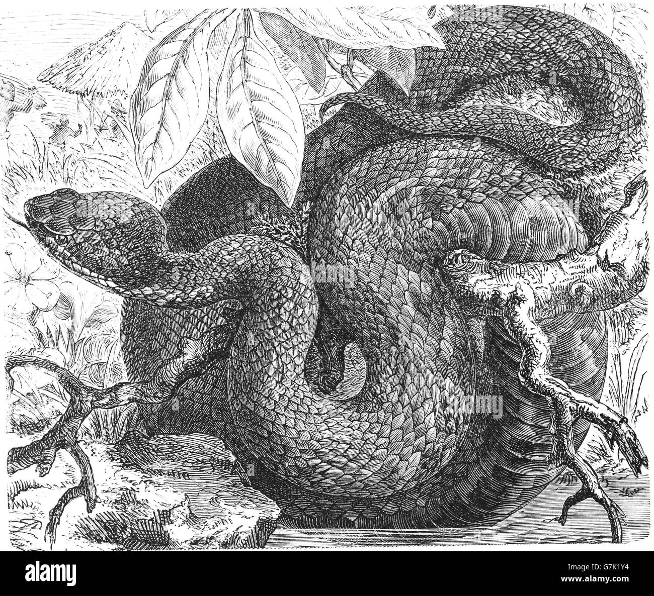 Water moccasin, swamp moccasin, black moccasin, cottonmouth, gapper, Agkistrodon piscivorus, illustration from book dated 1904 Stock Photo