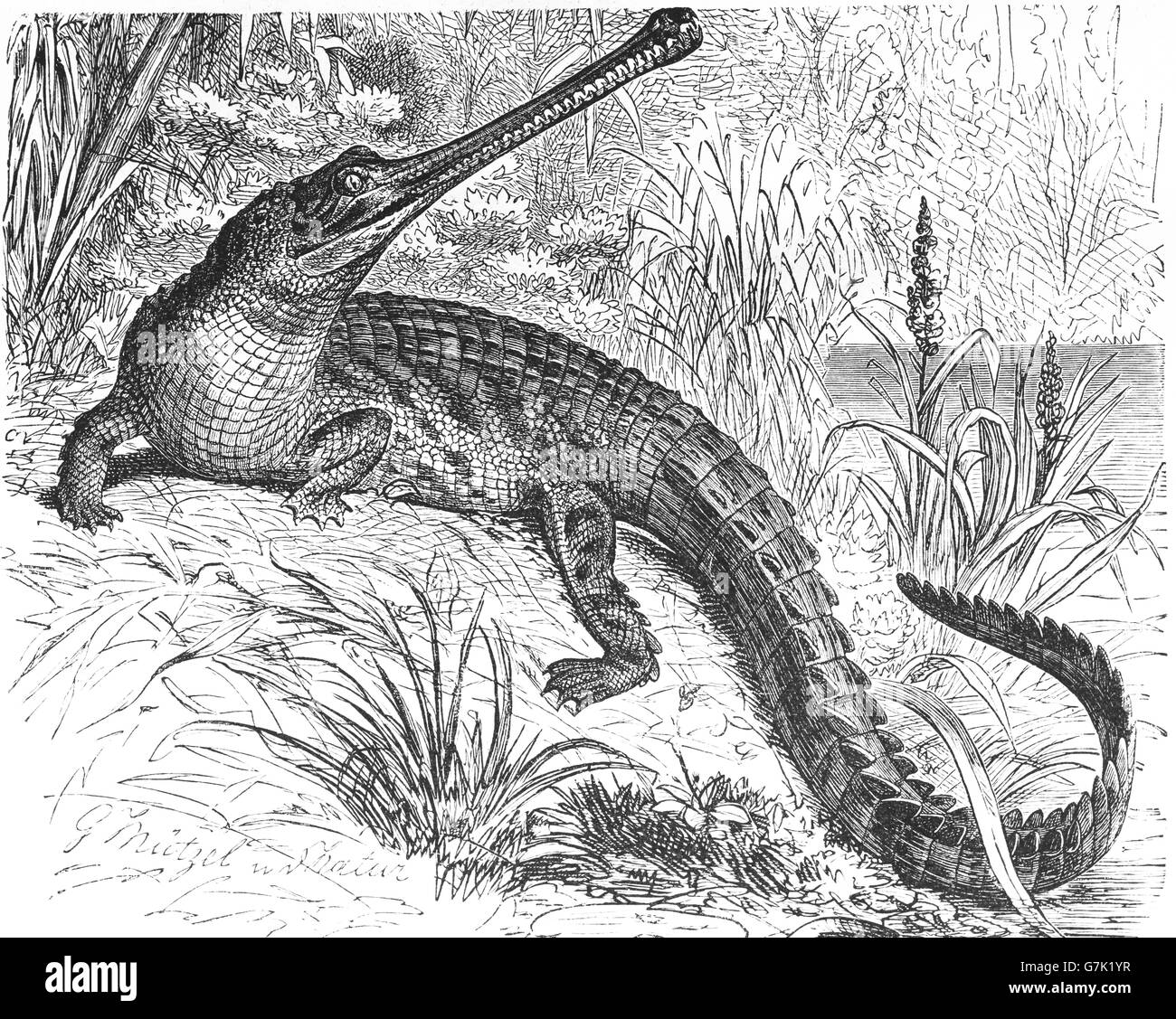 Gharial, gavial, fish-eating crocodile, Gavialis gangeticus, illustration from book dated 1904 Stock Photo