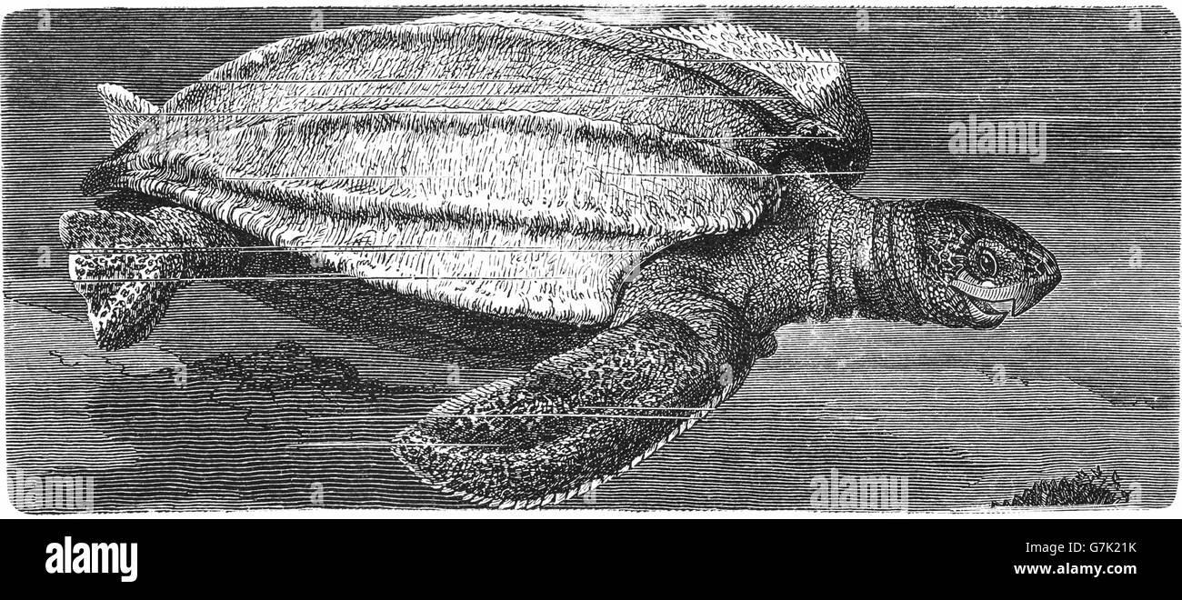 Leatherback sea turtle, lute turtle, leathery turtle, Dermochelys coriacea, illustration from book dated 1904 Stock Photo