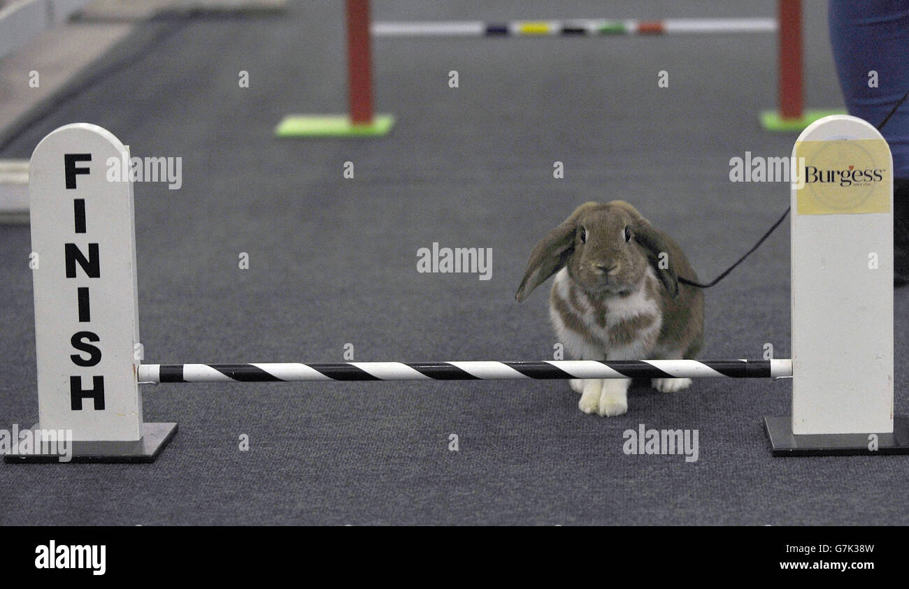 Burgess Premier Small Animal Show Stock Photo Alamy