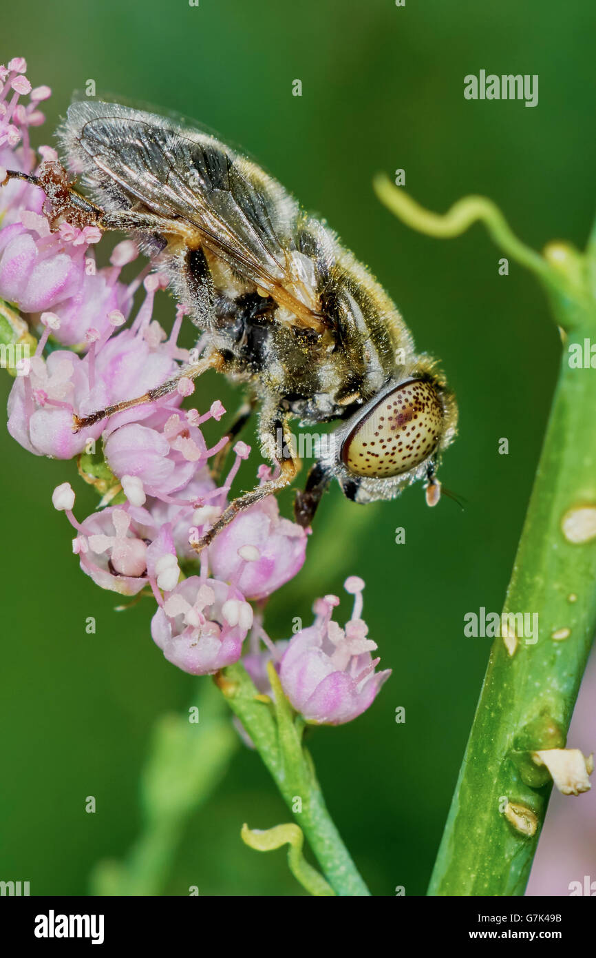 Fly hoverflies on flowering tamarisk in the summer garden Stock Photo