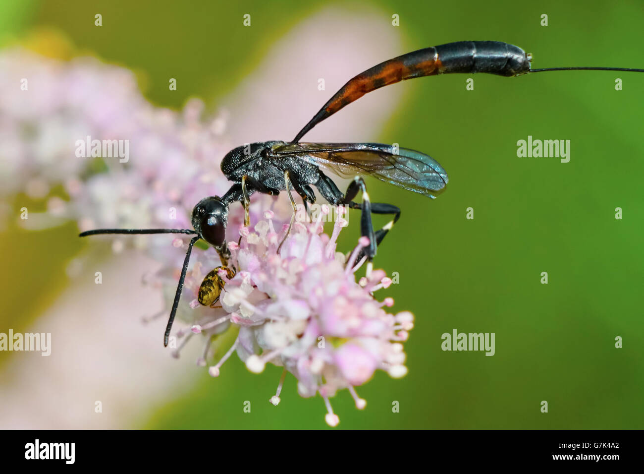 Gasteruptiidae wasp  on flowering tamarisk  eats victim Stock Photo