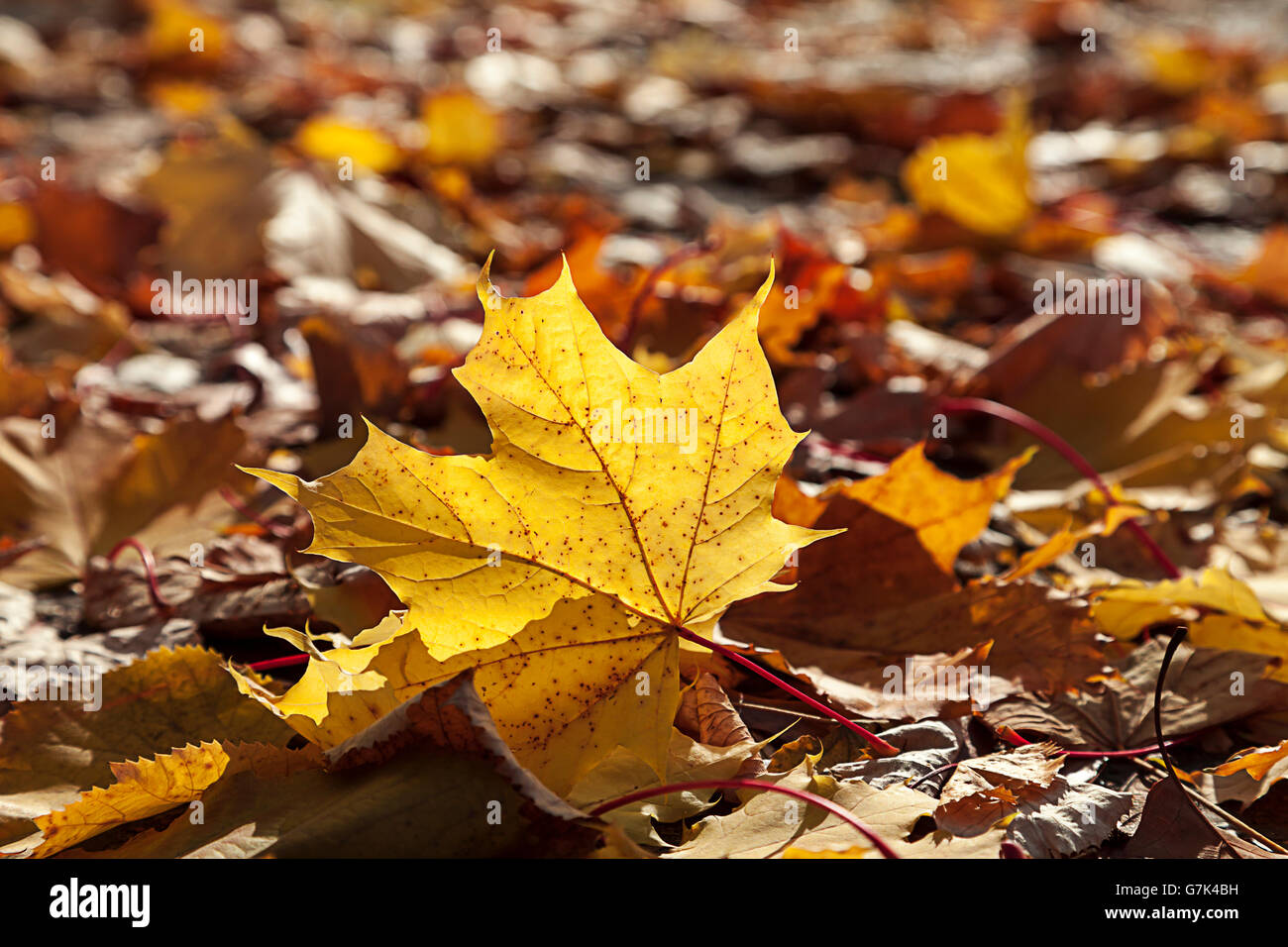 Yellow autumn leave Stock Photo - Alamy