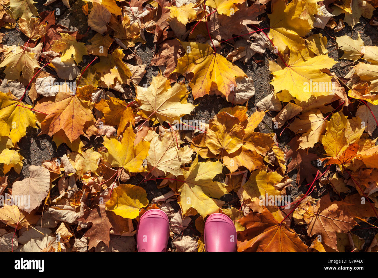 Pink child rubber boots on autumn leaves Stock Photo - Alamy