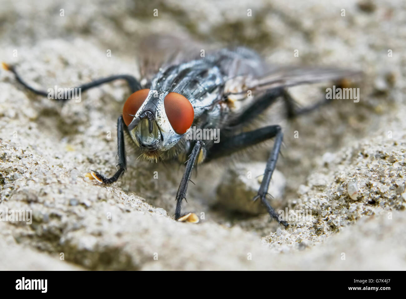 Gray fly front view in the garden closeup Stock Photo - Alamy