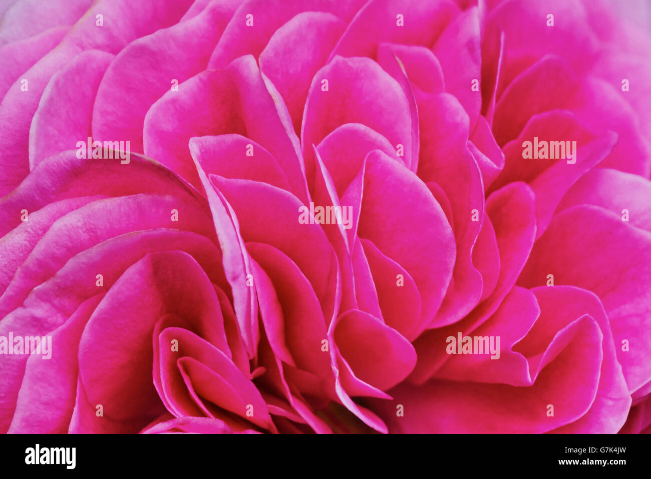 Petals pink tea rose closeup Stock Photo