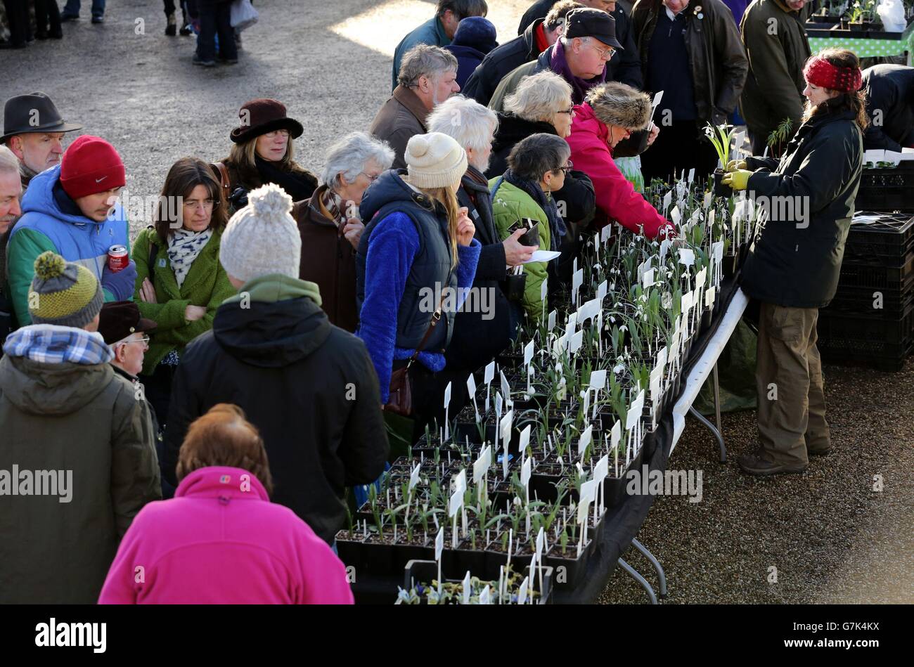 Buyers look at the selection of snowdrop bulbs during the annual snowdrop sale at Myddelton House Gardens in Enfield. Stock Photo