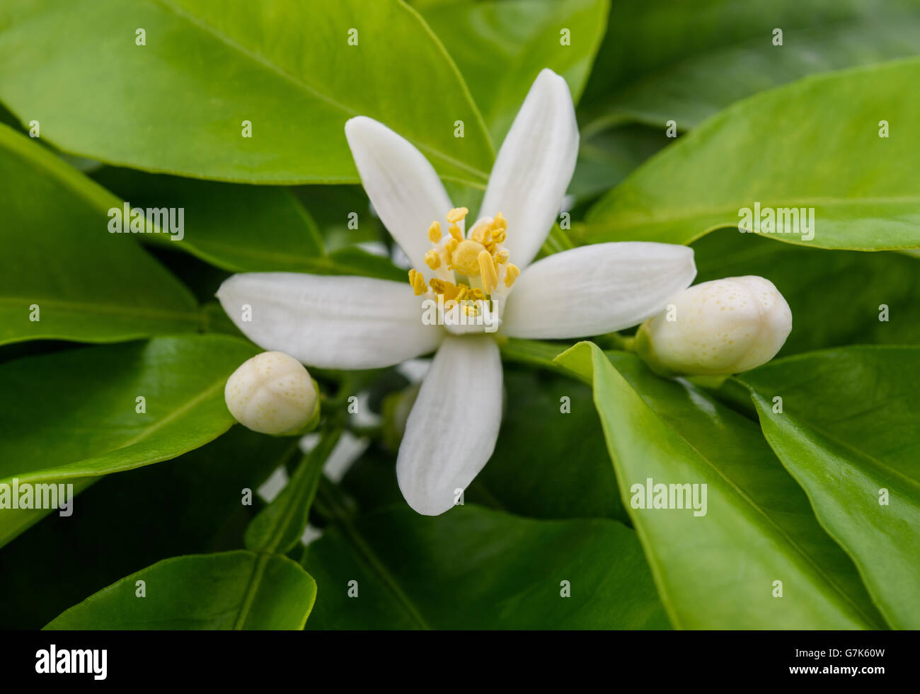 Lemon tree flowers hires stock photography and images Alamy