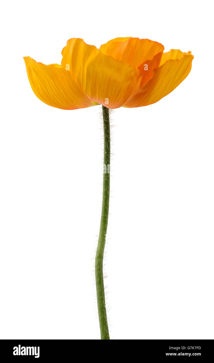 Alpine poppy flower isolated on white background Stock Photo
