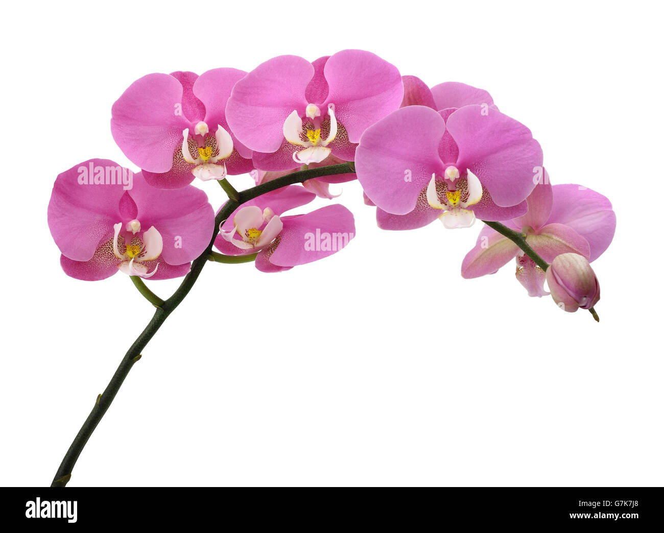 Pink orchids flowers isolated on white background Stock Photo - Alamy