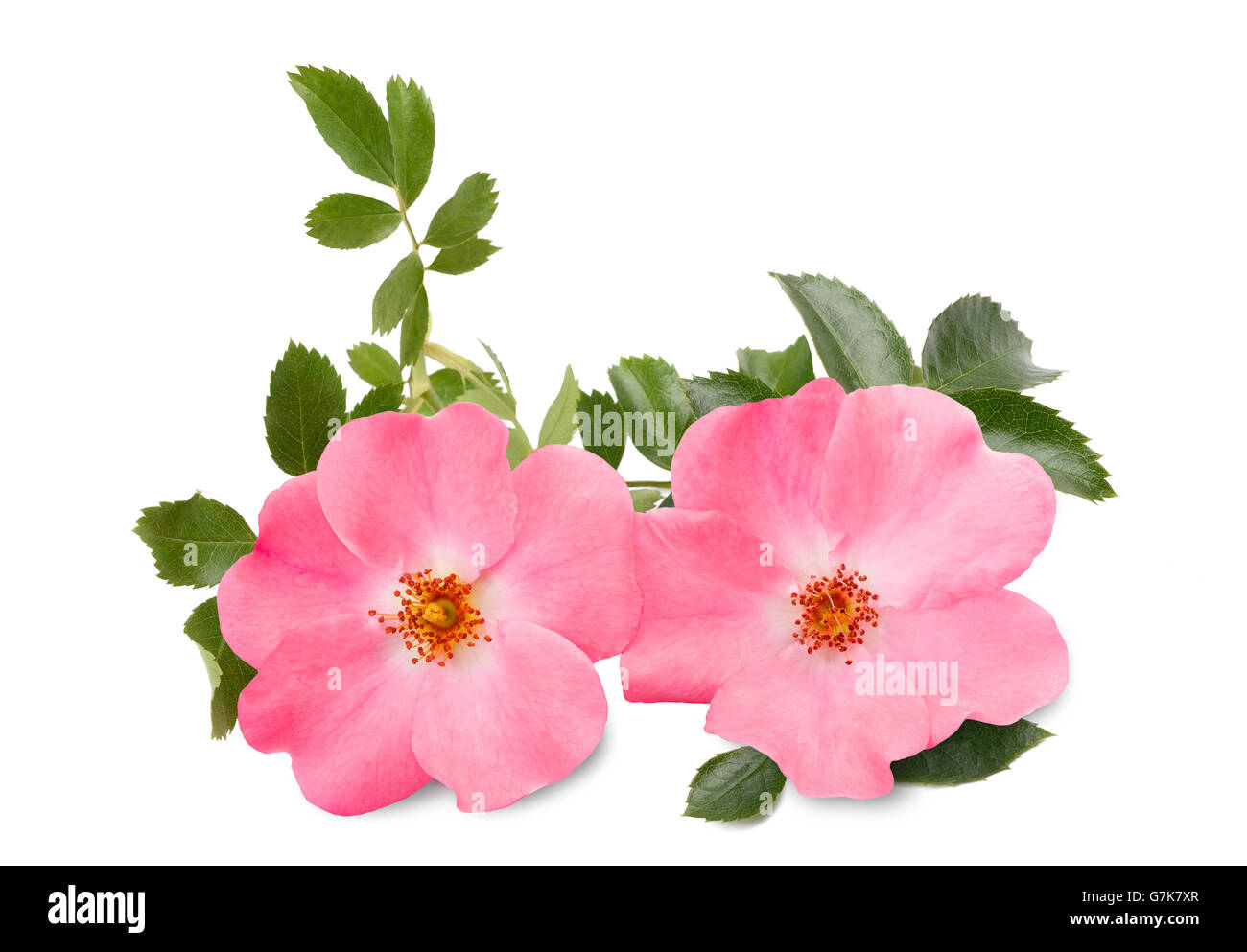 Dog rose ( rosa canina ) isolated on white background Stock Photo