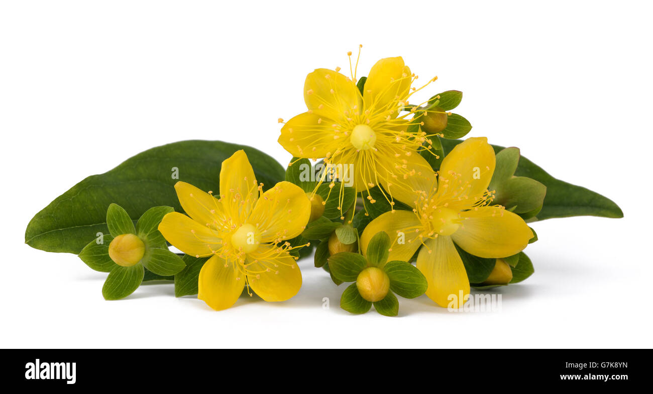 St. John's wort isolated on white background Stock Photo Alamy