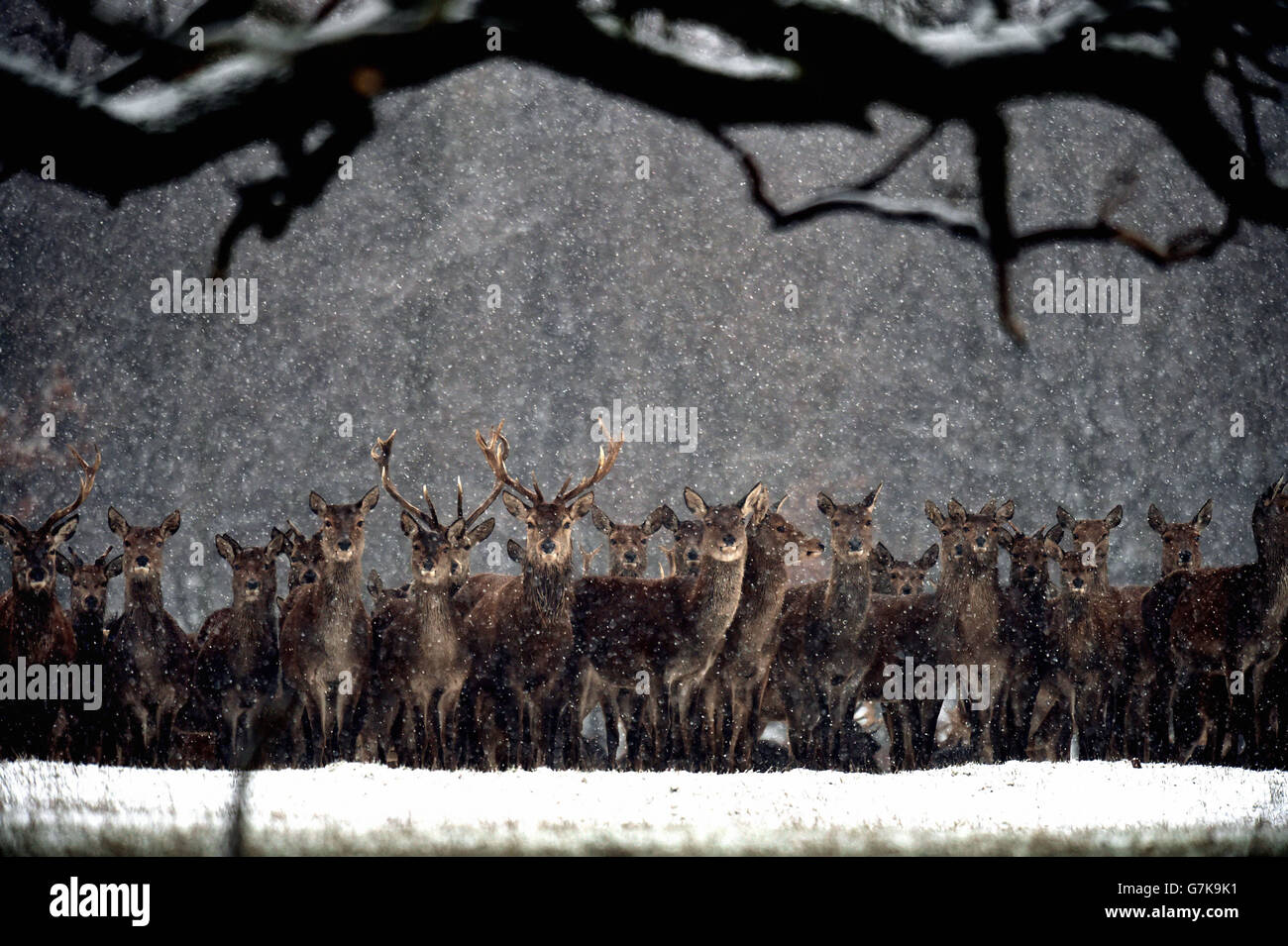 The cold spell continues as deer move through the fresh overnight snow