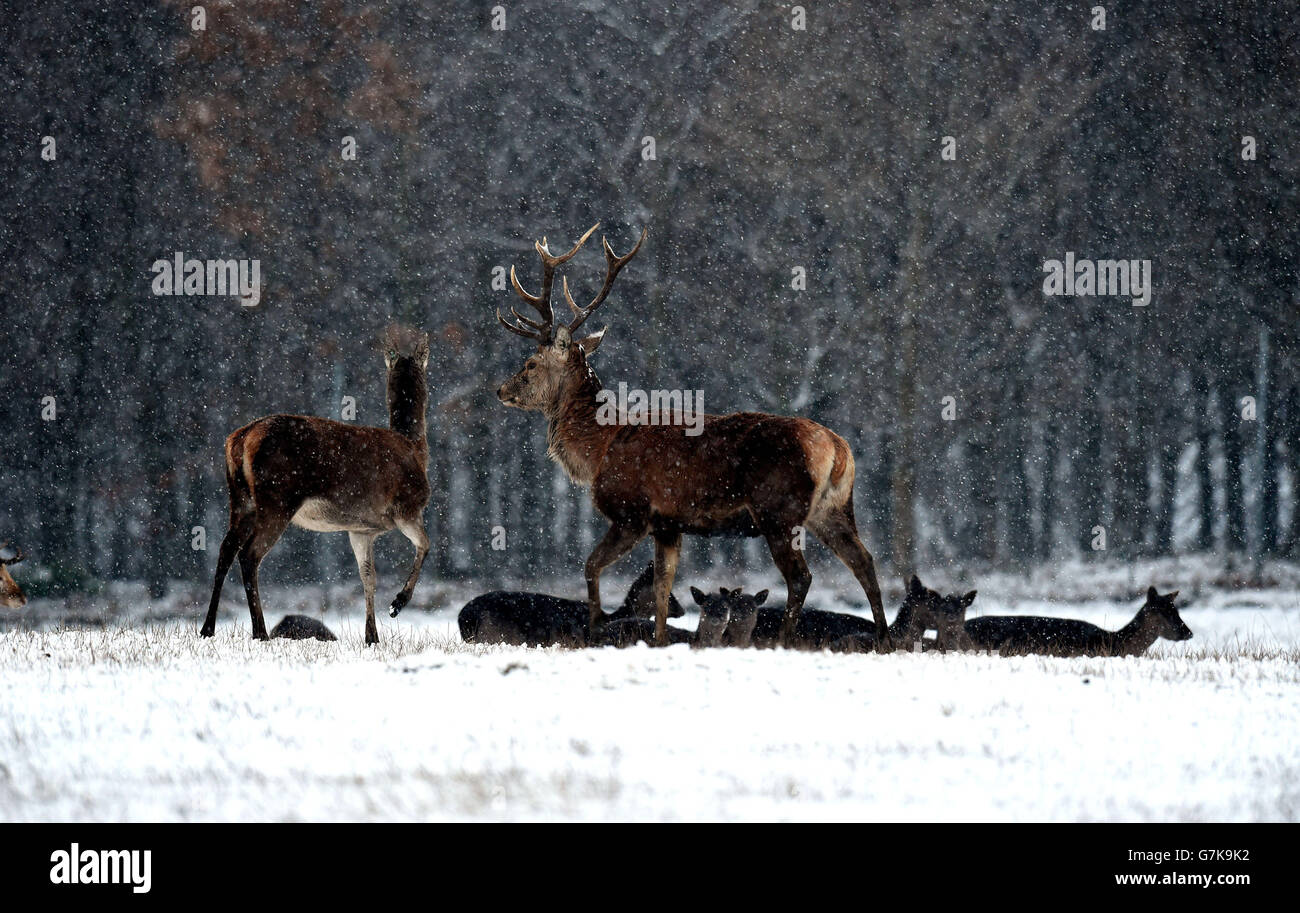 The cold spell continues as deer move through the fresh overnight snow