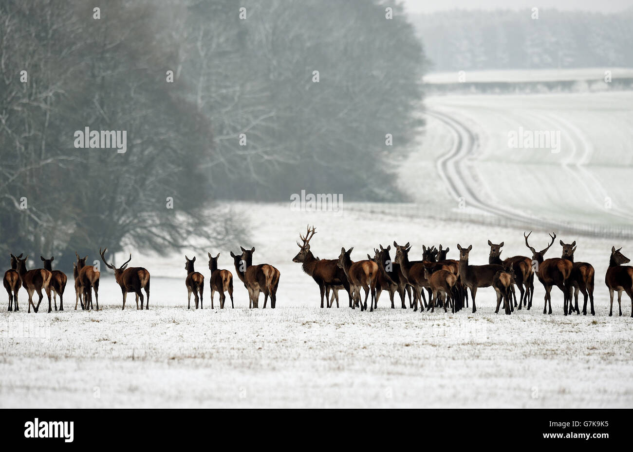 The cold spell continues as deer move through the fresh overnight snow