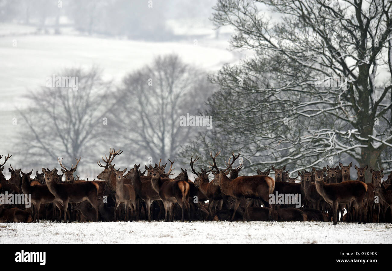The cold spell continues as deer move through the fresh overnight snow