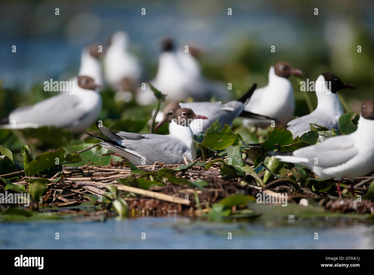Black-headed gull, Larus ridibundus, colony at nests,    Romania, June 2016 Stock Photo