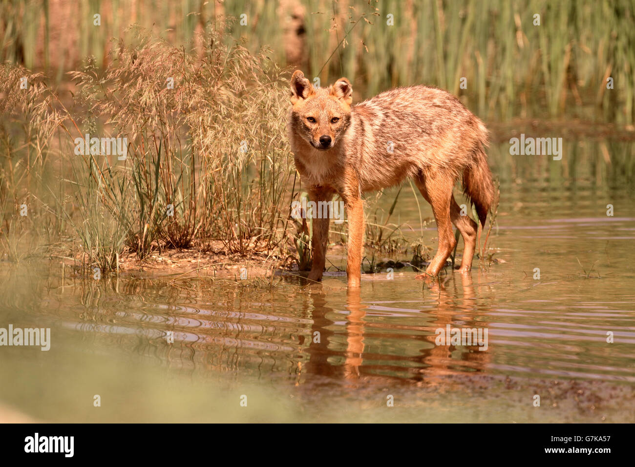 European jackal, Canis aureus moreoticus, Single mammal in water, Romania, June 2016 Stock Photo