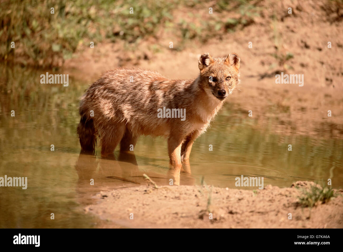 European jackal, Canis aureus moreoticus, Single mammal in water, Romania, June 2016 Stock Photo