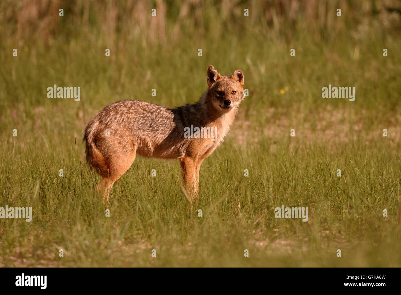European jackal, Canis aureus moreoticus, Single mammal on grass, Romania, June 2016 Stock Photo