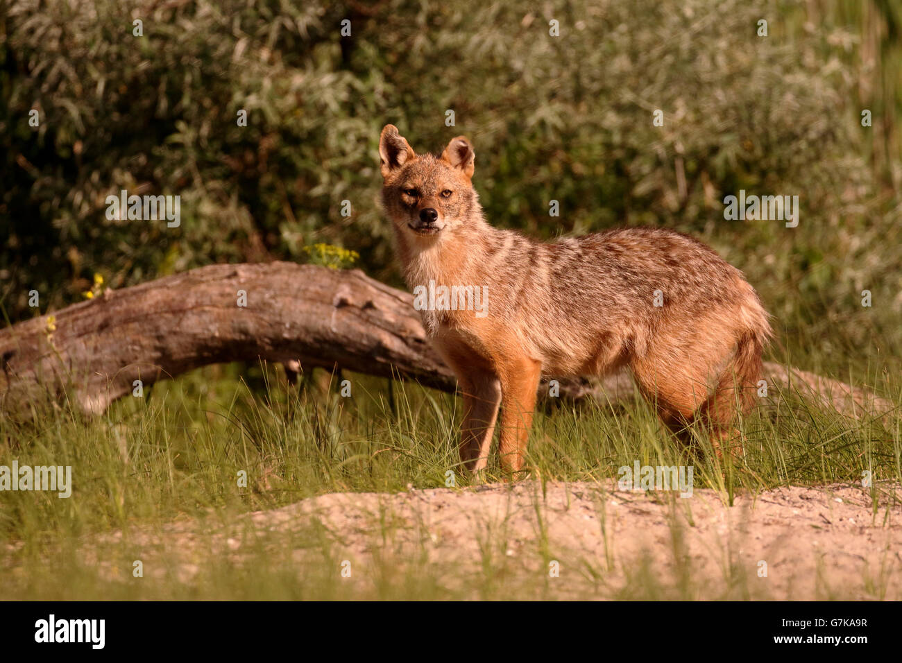 European jackal, Canis aureus moreoticus, Single mammal on grass, Romania, June 2016 Stock Photo